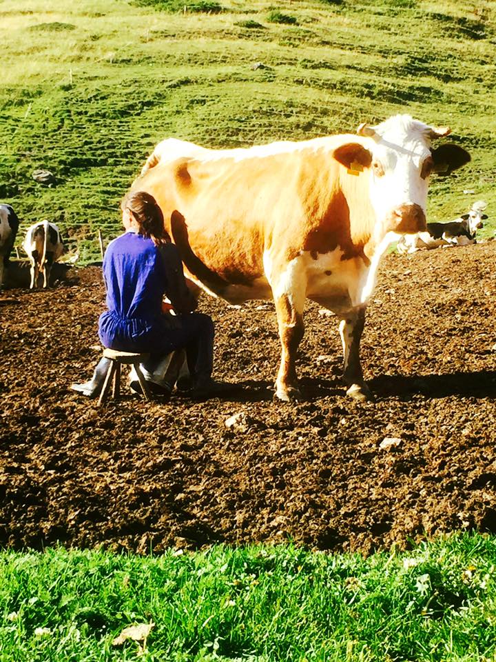 DaisytheCowandMilkmaid